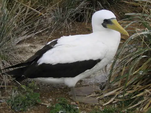 蓝脸鲣鸟(Sula dactylatra)