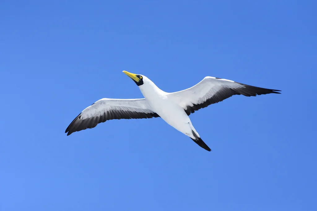 蓝脸鲣鸟(Sula dactylatra)