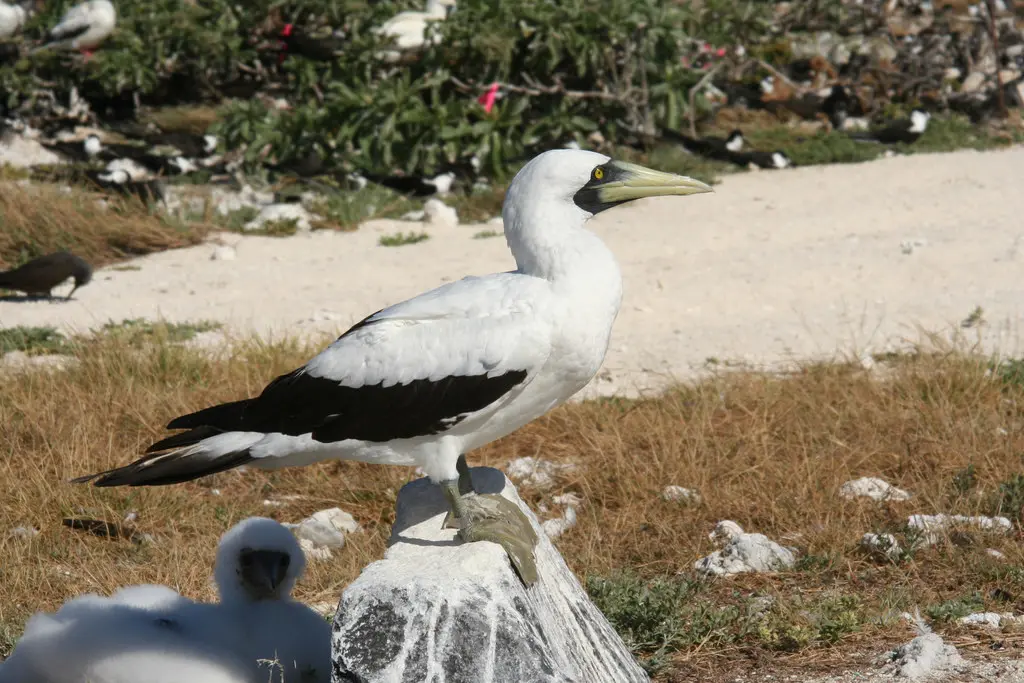 蓝脸鲣鸟(Sula dactylatra)