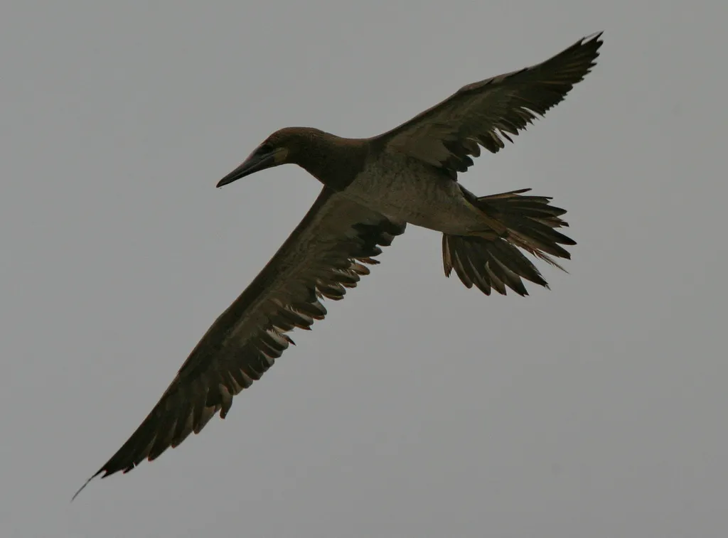 褐鲣鸟(Sula leucogaster)