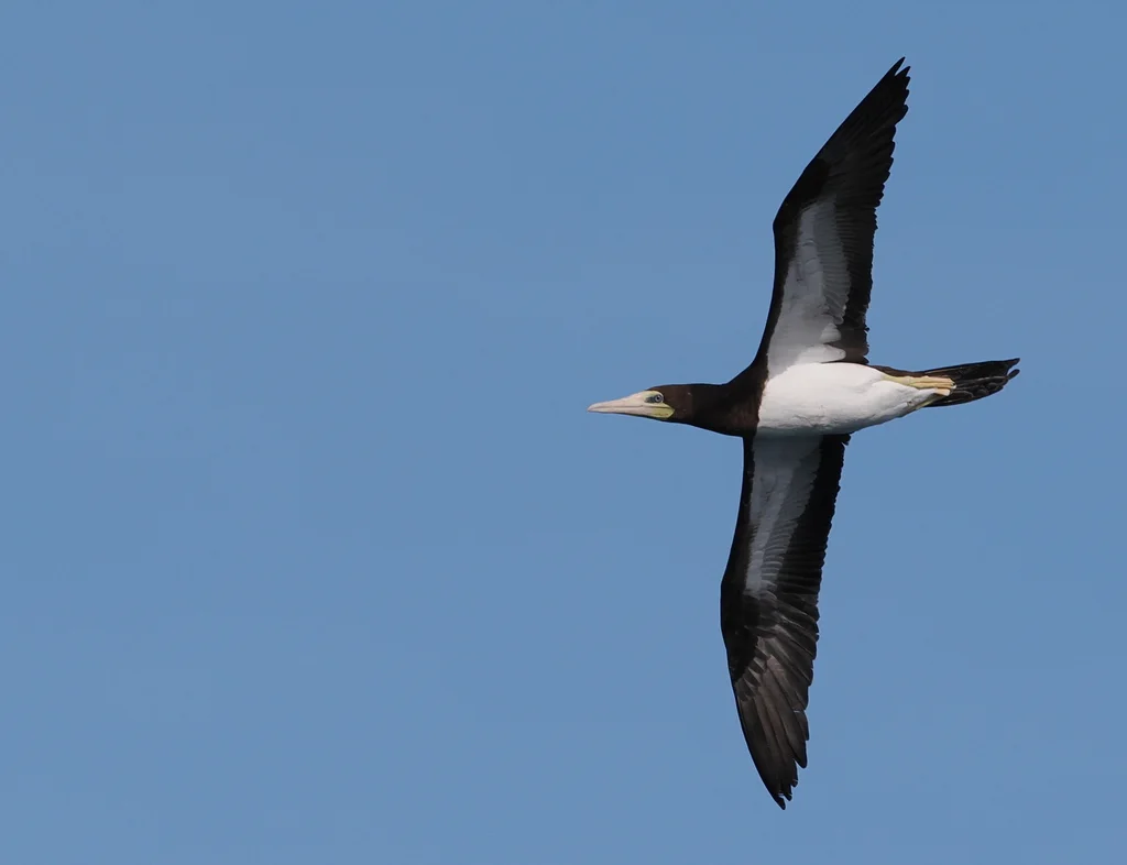 褐鲣鸟(Sula leucogaster)