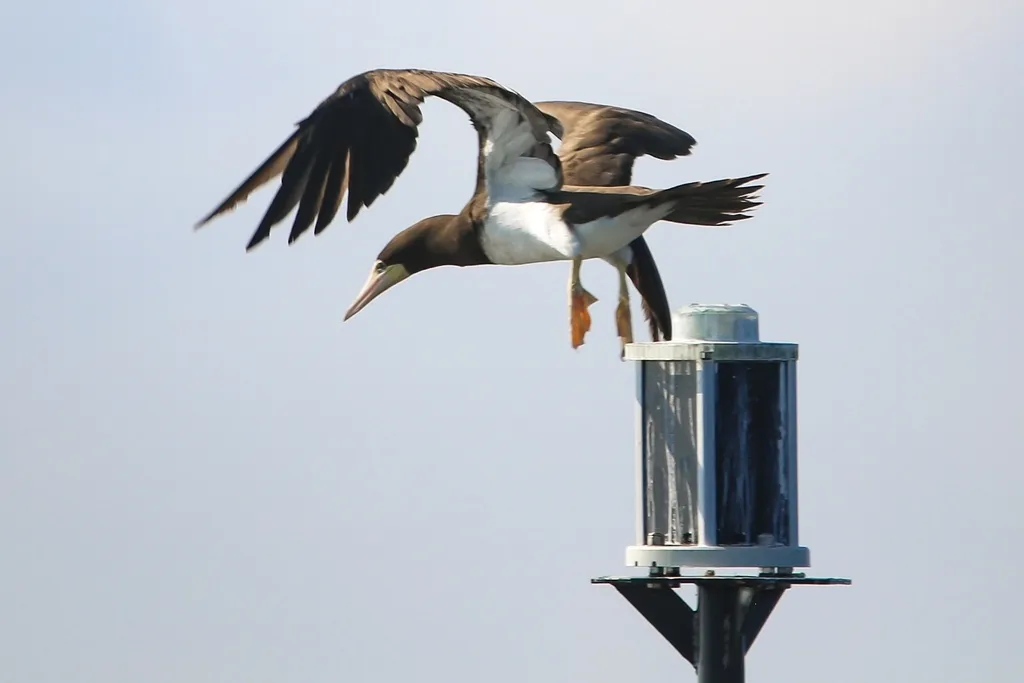 褐鲣鸟(Sula leucogaster)