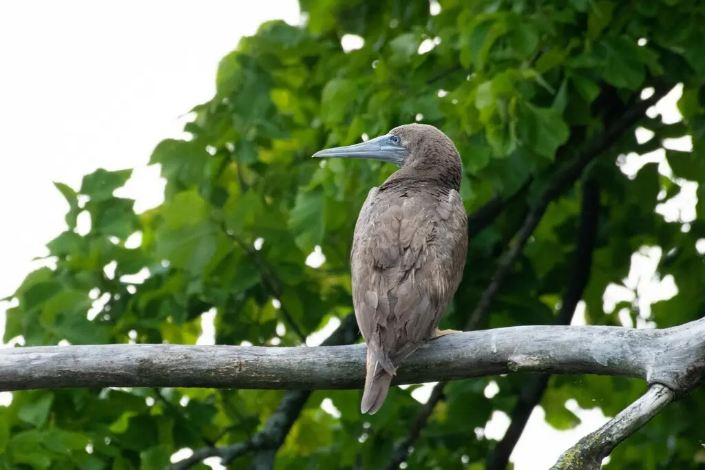 褐鲣鸟(Sula leucogaster)
