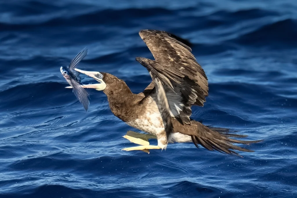 褐鲣鸟(Sula leucogaster)
