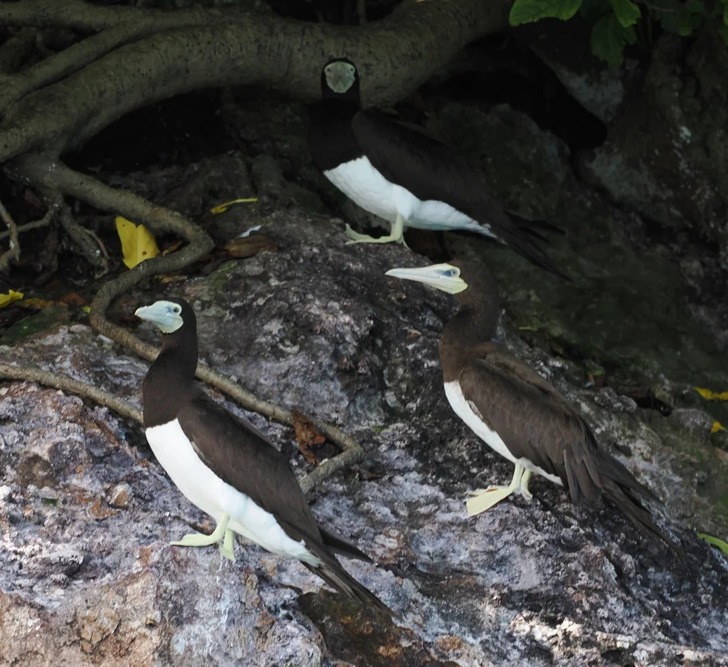褐鲣鸟(Sula leucogaster)