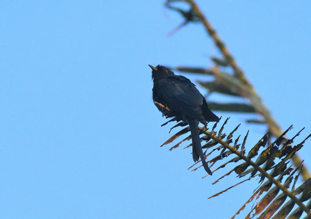 叉尾乌鹃(Surniculus dicruroides)