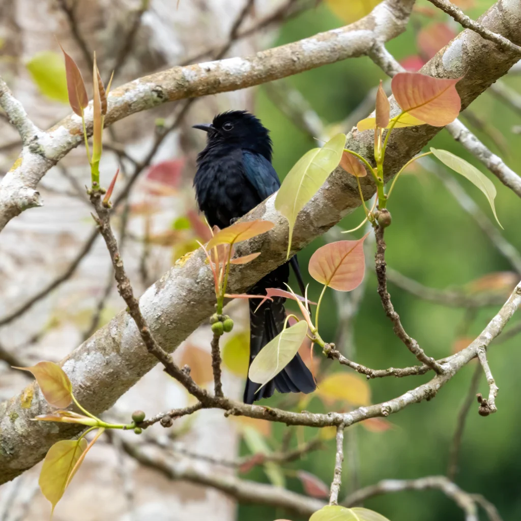 乌鹃(Surniculus lugubris)