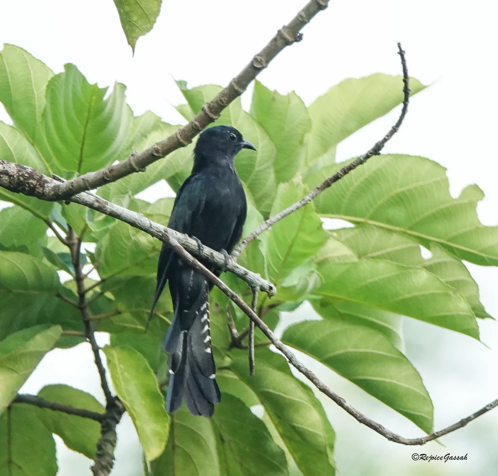 乌鹃(Surniculus lugubris)