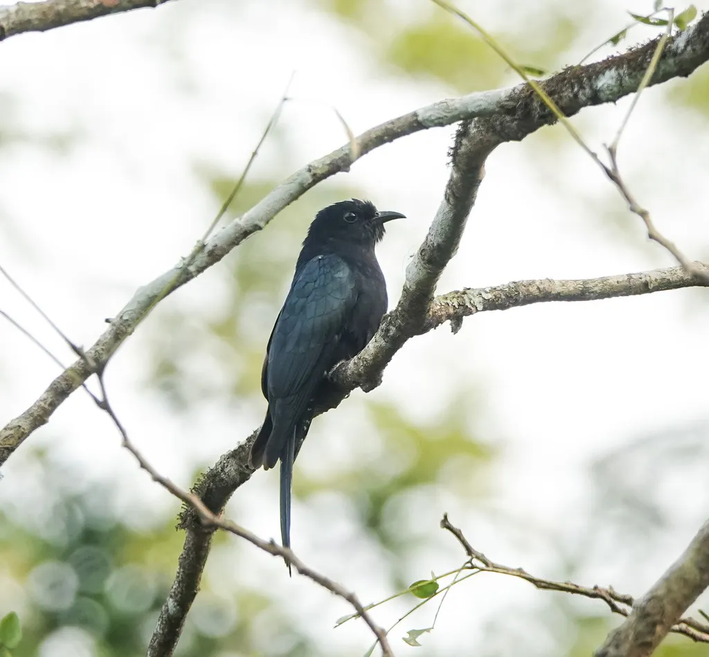 乌鹃(Surniculus lugubris)