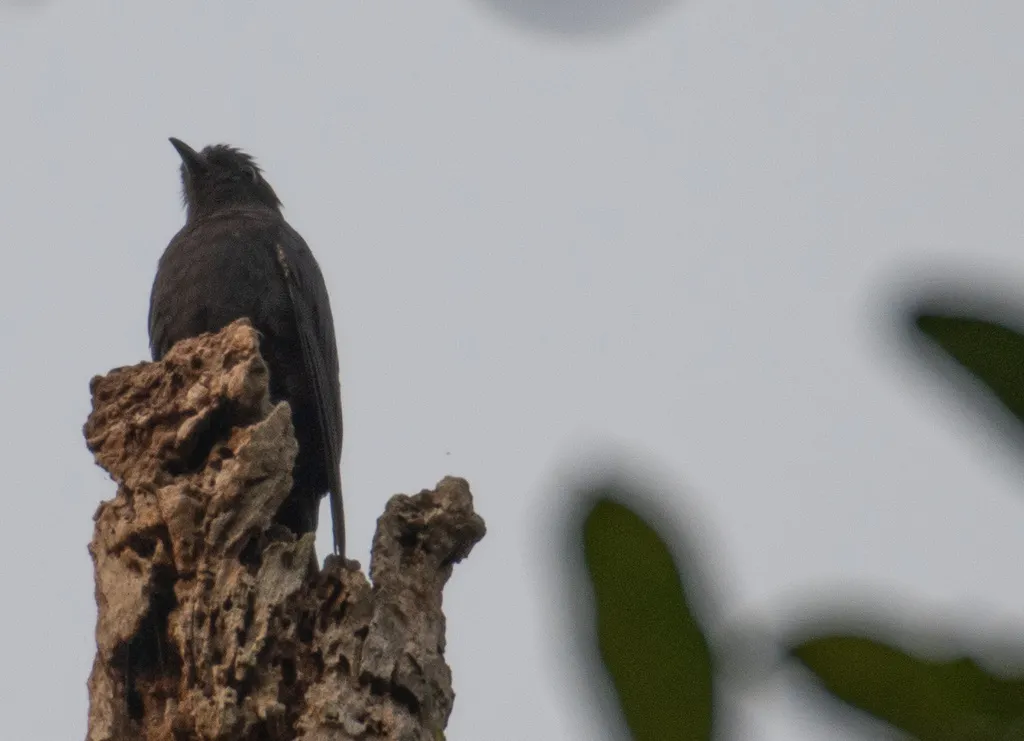 乌鹃(Surniculus lugubris)