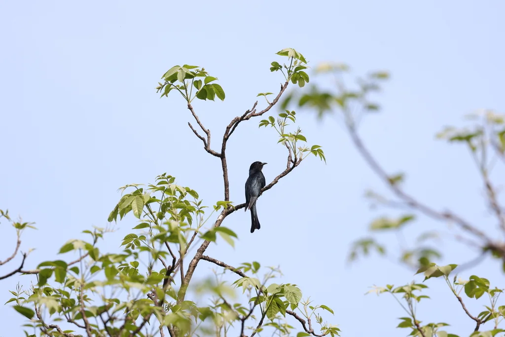乌鹃(Surniculus lugubris)