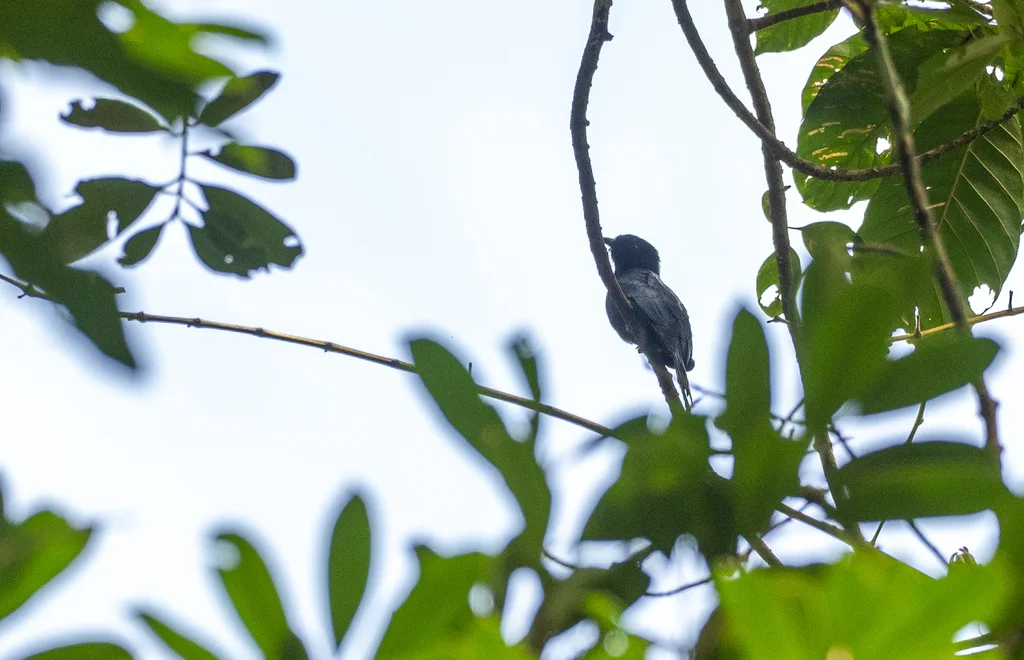 菲律宾乌鹃(Surniculus velutinus)