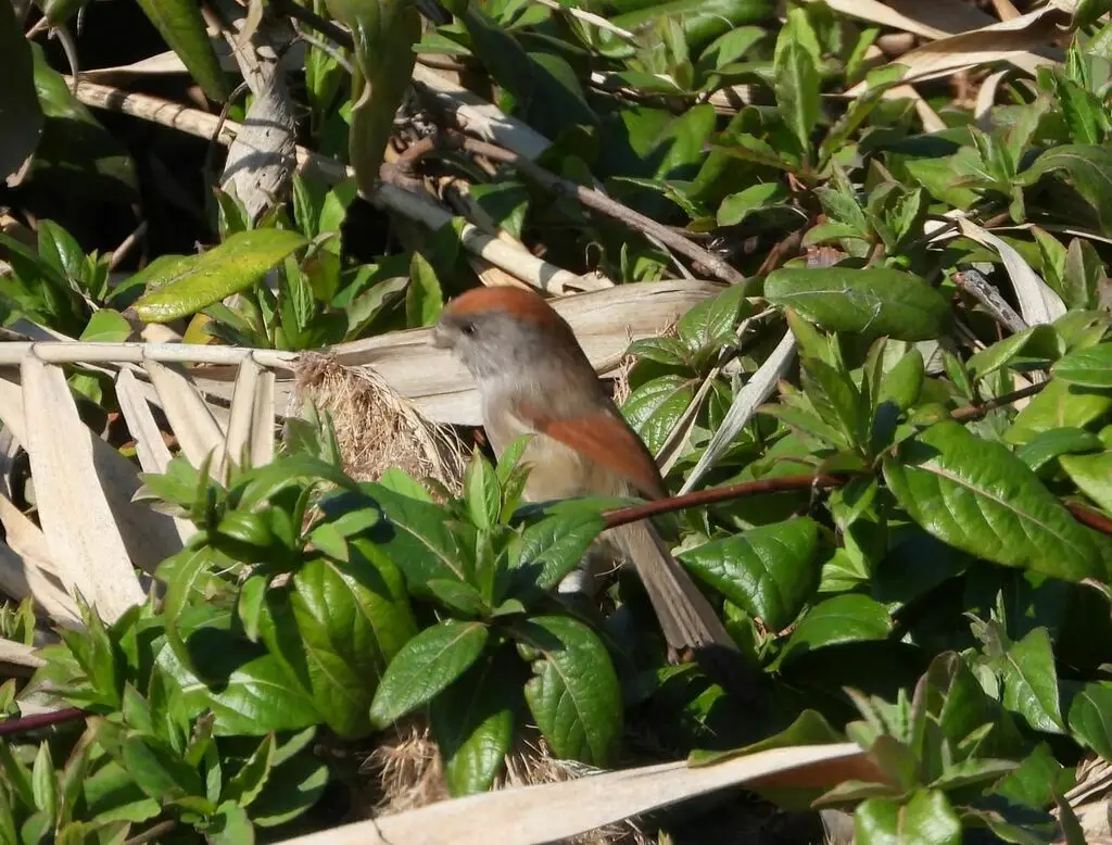 灰喉鸦雀（Suthora alphonsiana）