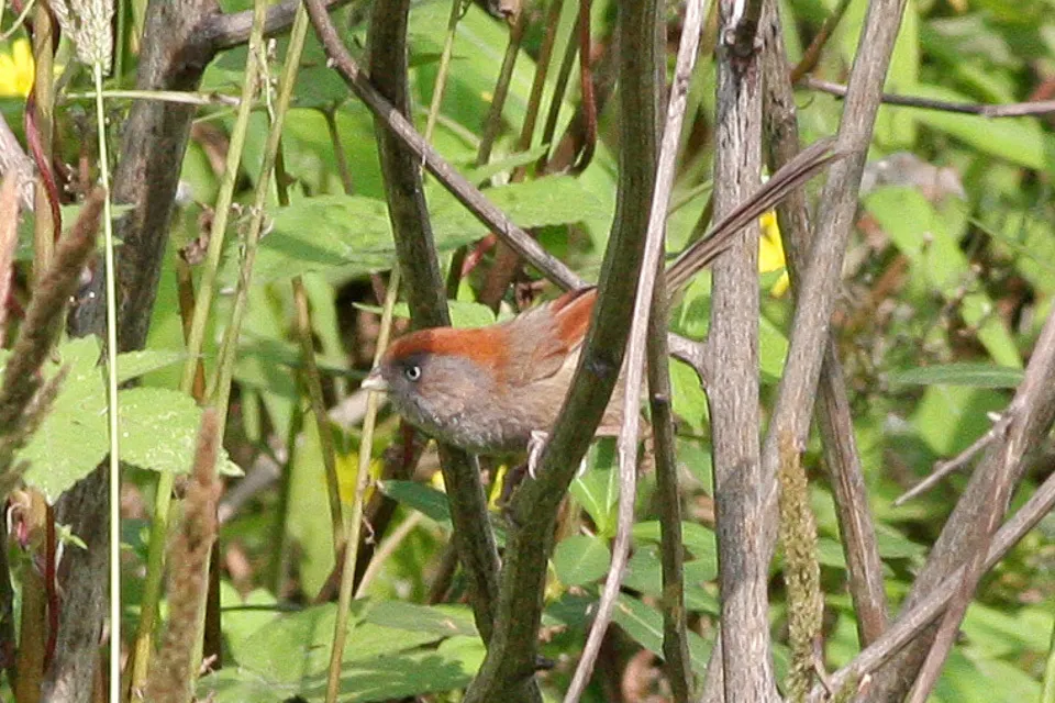 灰喉鸦雀（Suthora alphonsiana）
