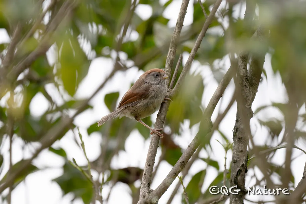 灰喉鸦雀（Suthora alphonsiana）