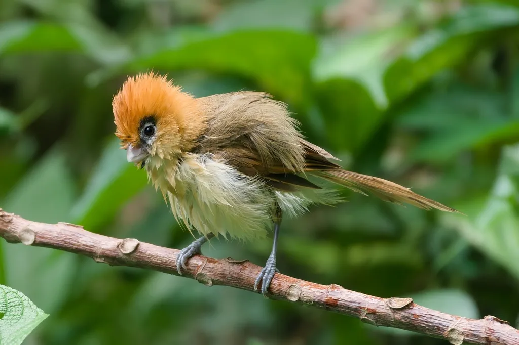 黑眉鸦雀(Suthora atrosuperciliaris)