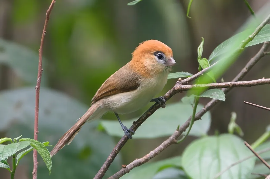 黑眉鸦雀(Suthora atrosuperciliaris)
