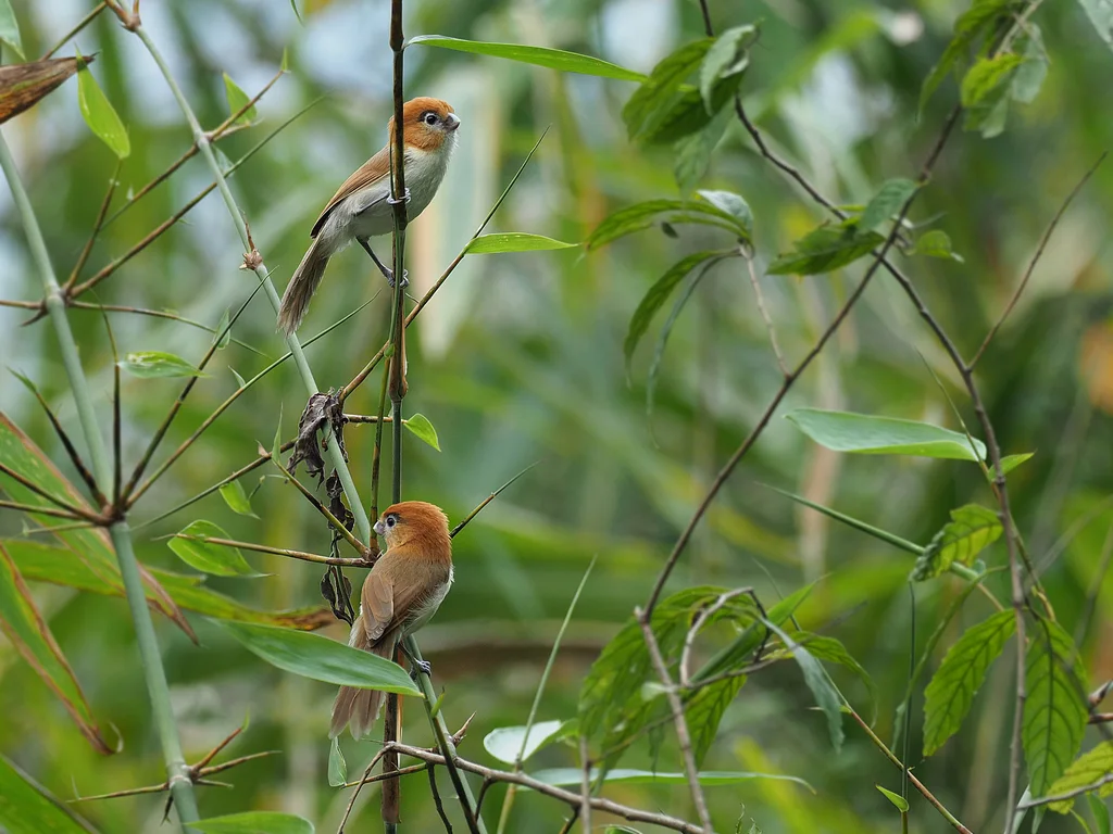 黑眉鸦雀(Suthora atrosuperciliaris)