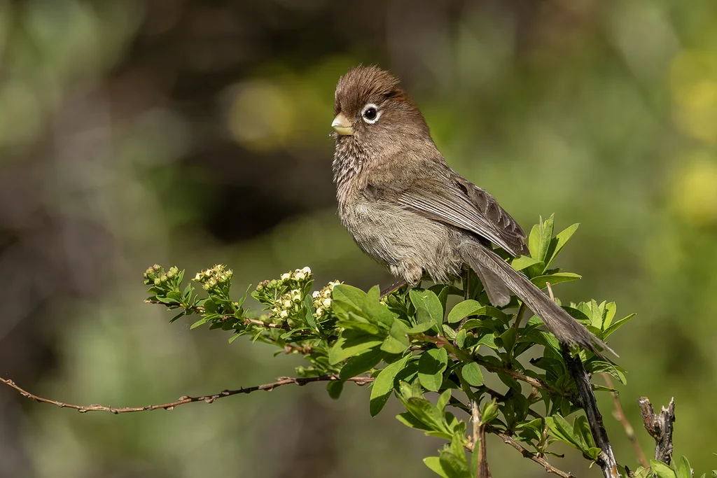 白眶鸦雀（Suthora conspicillata）
