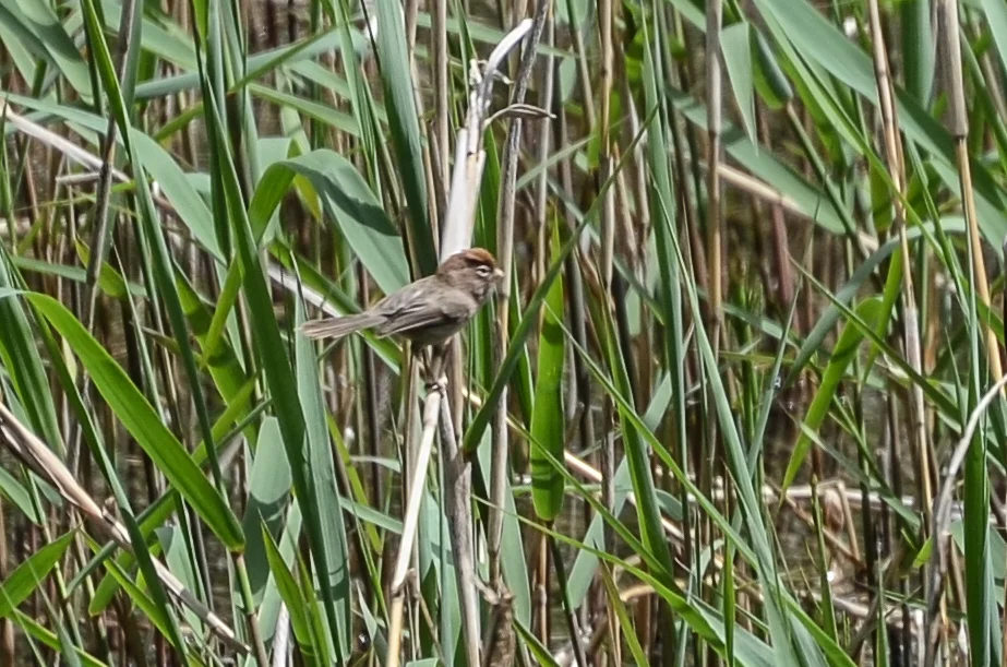 白眶鸦雀（Suthora conspicillata）