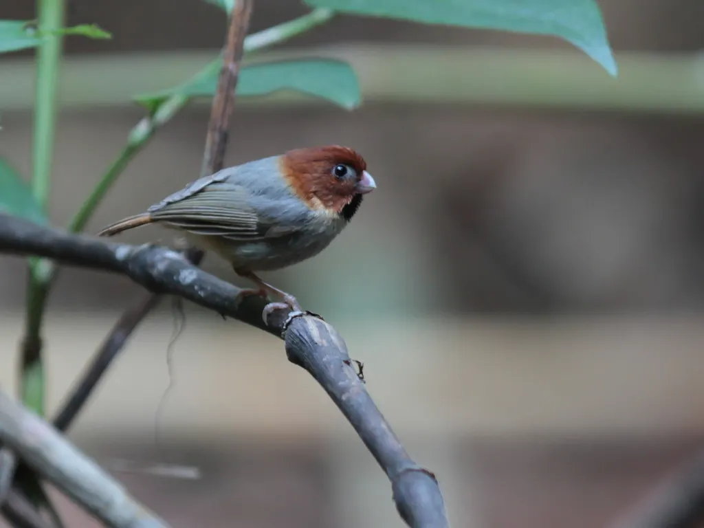 短尾鸦雀(Suthora davidiana)