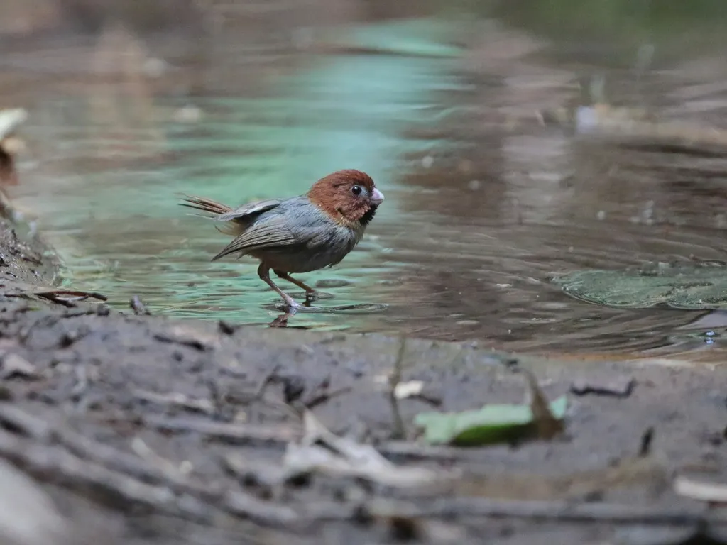 短尾鸦雀(Suthora davidiana)