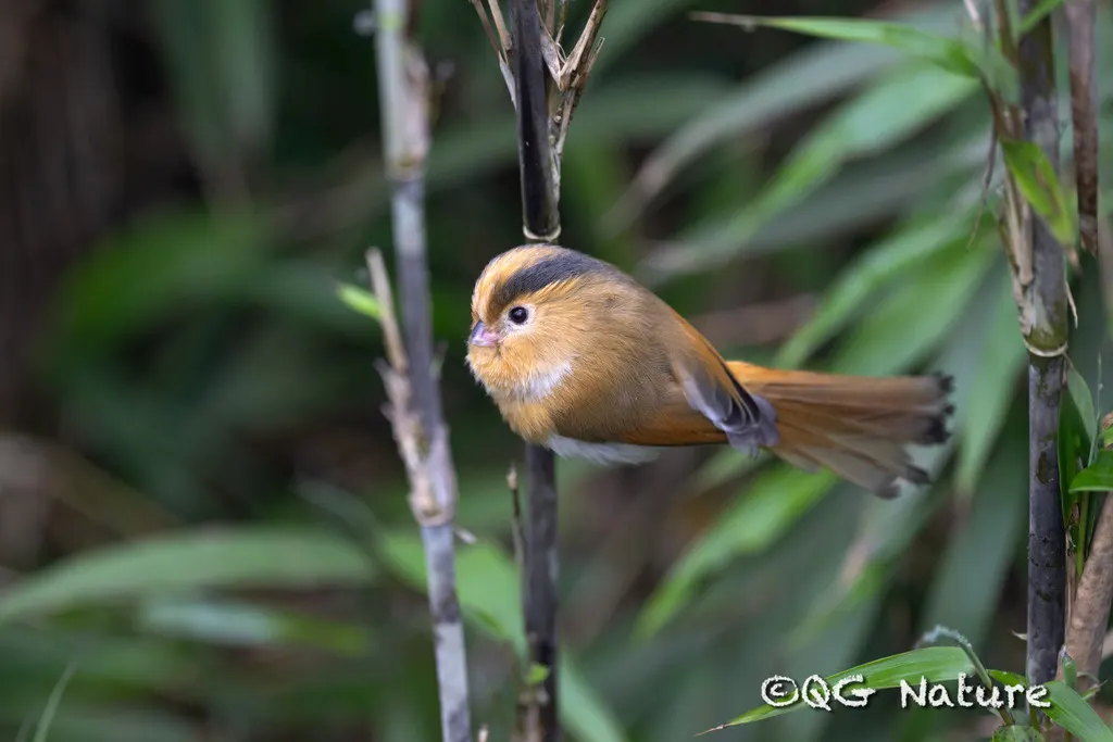黄额鸦雀（Suthora fulvifrons）