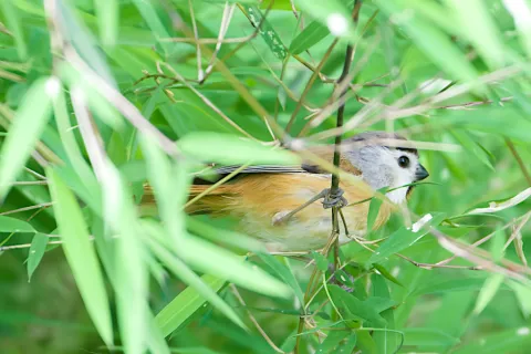 橙额鸦雀