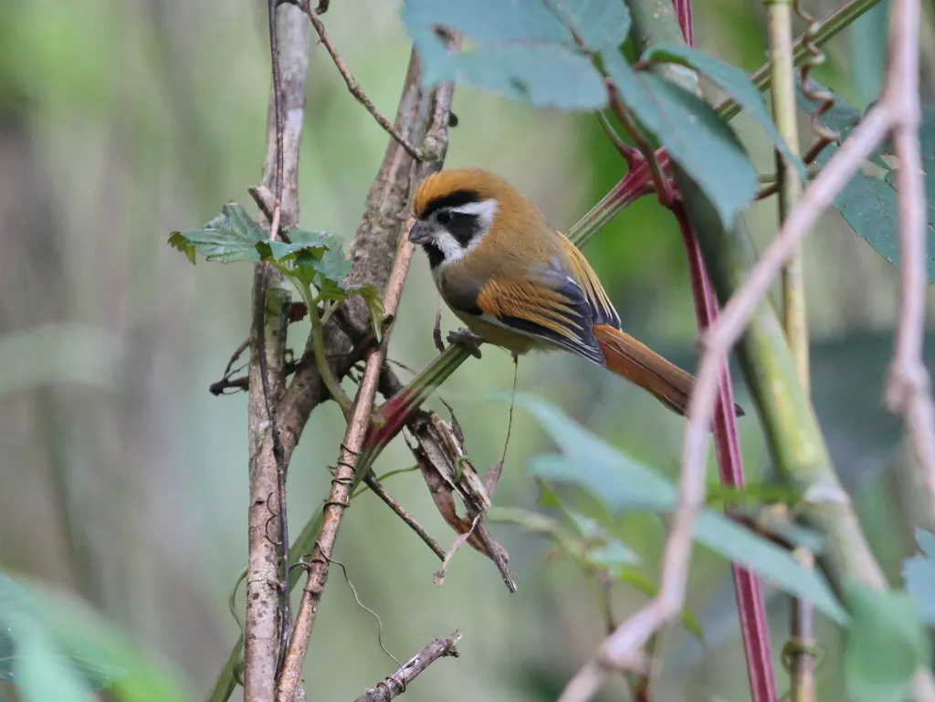 橙额鸦雀(Suthora nipalensis)