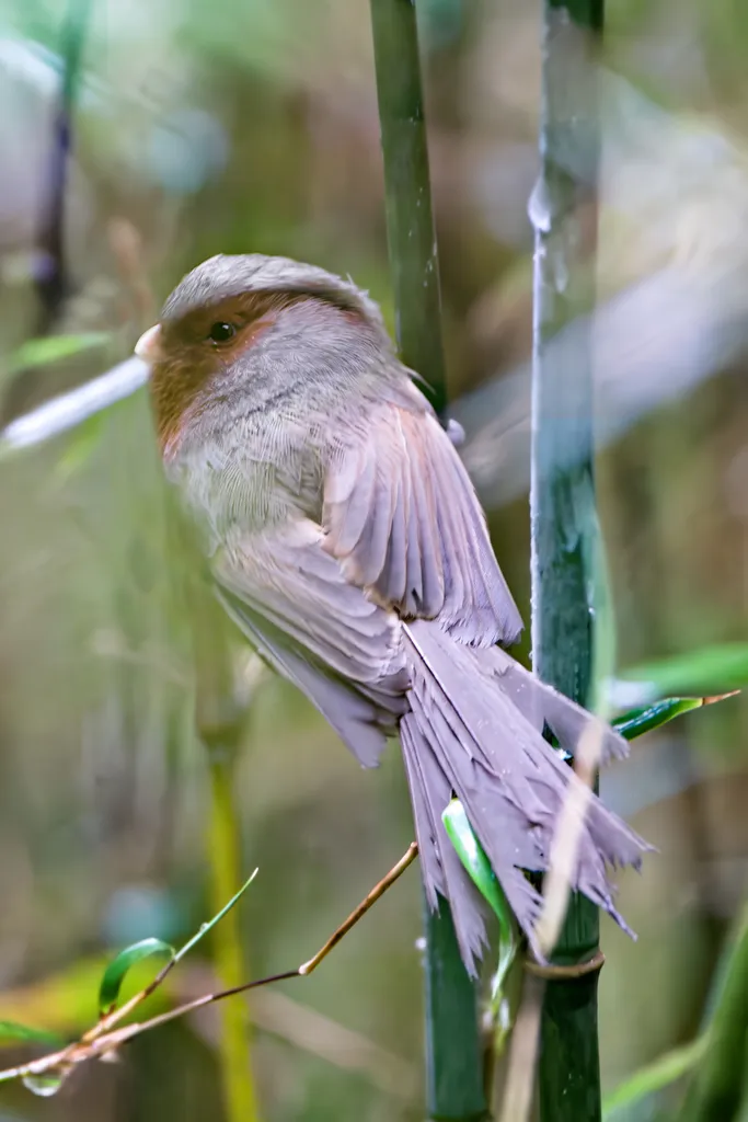 灰冠鸦雀(Suthora przewalskii)