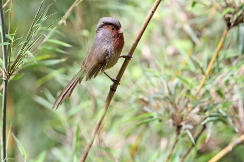 灰冠鸦雀