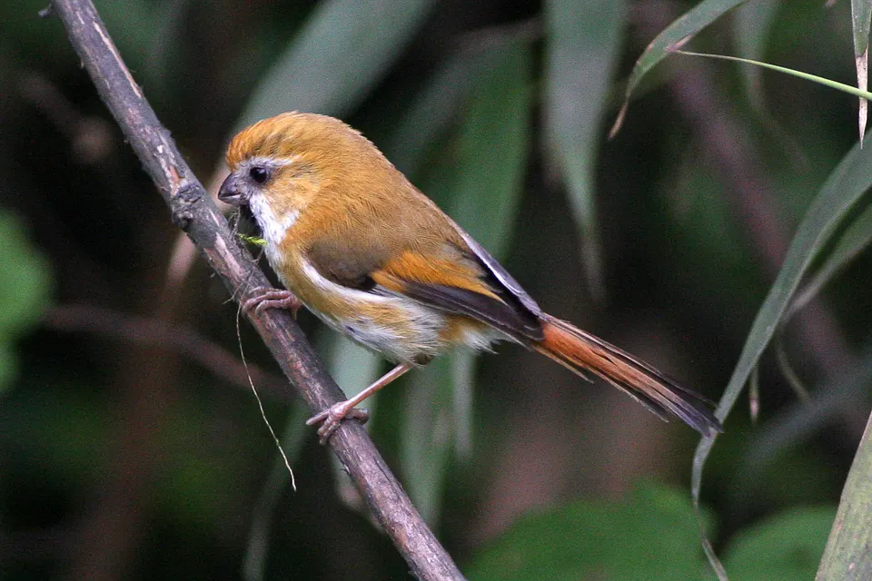 金色鸦雀(Suthora verreauxi)