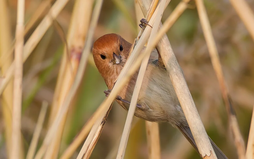 棕头鸦雀(Suthora webbiana)