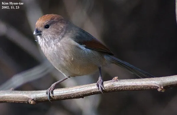 棕头鸦雀(Suthora webbiana)