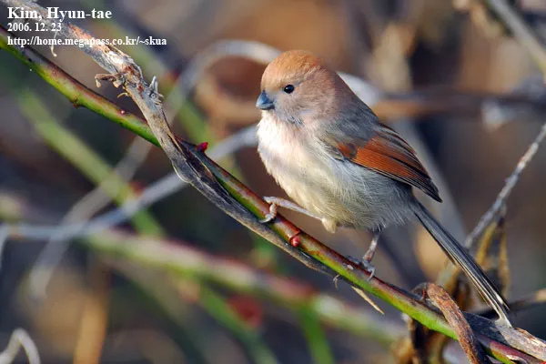 棕头鸦雀(Suthora webbiana)