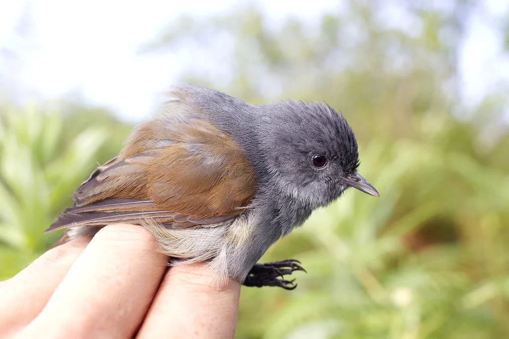 非洲雅鹛(Sylvia abyssinica)