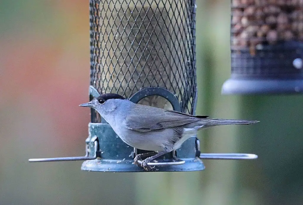 黑顶林莺(Sylvia atricapilla)