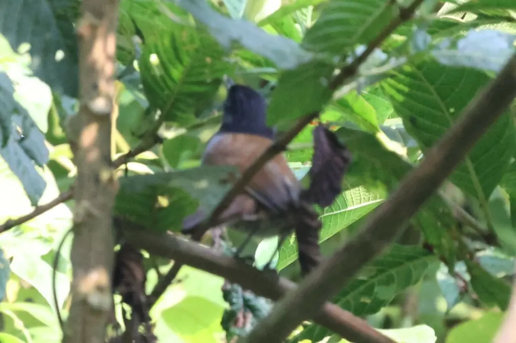 黑头非洲雅鹛(Sylvia atriceps)