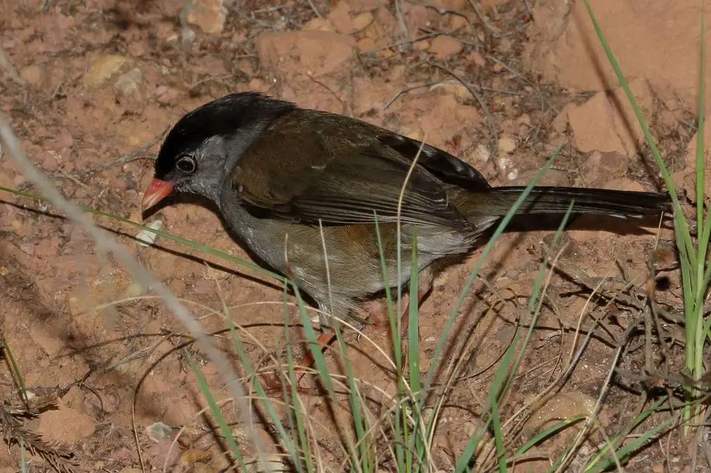黑顶鹛莺(Sylvia nigricapillus)