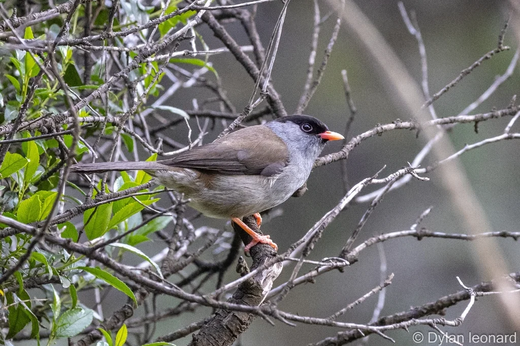 黑顶鹛莺(Sylvia nigricapillus)