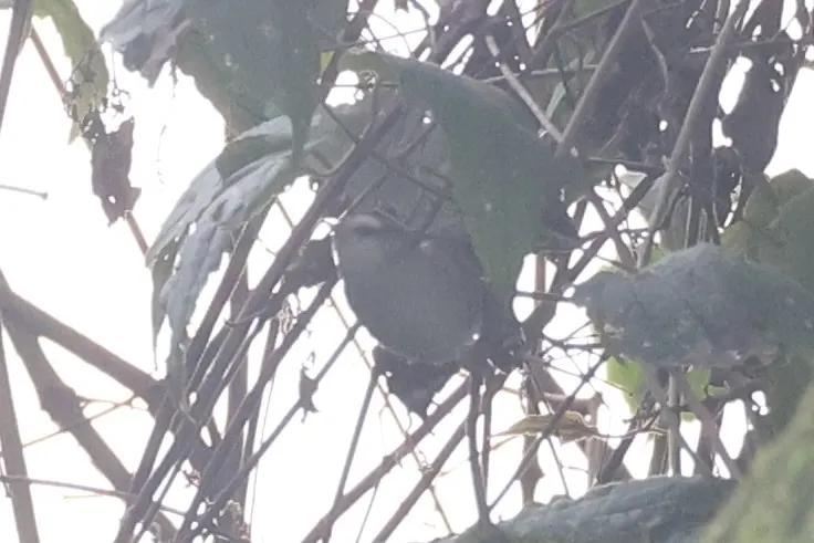 白眉森莺(Sylvietta leucophrys)