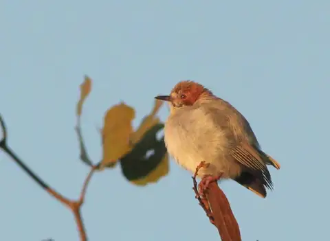 红顶森莺