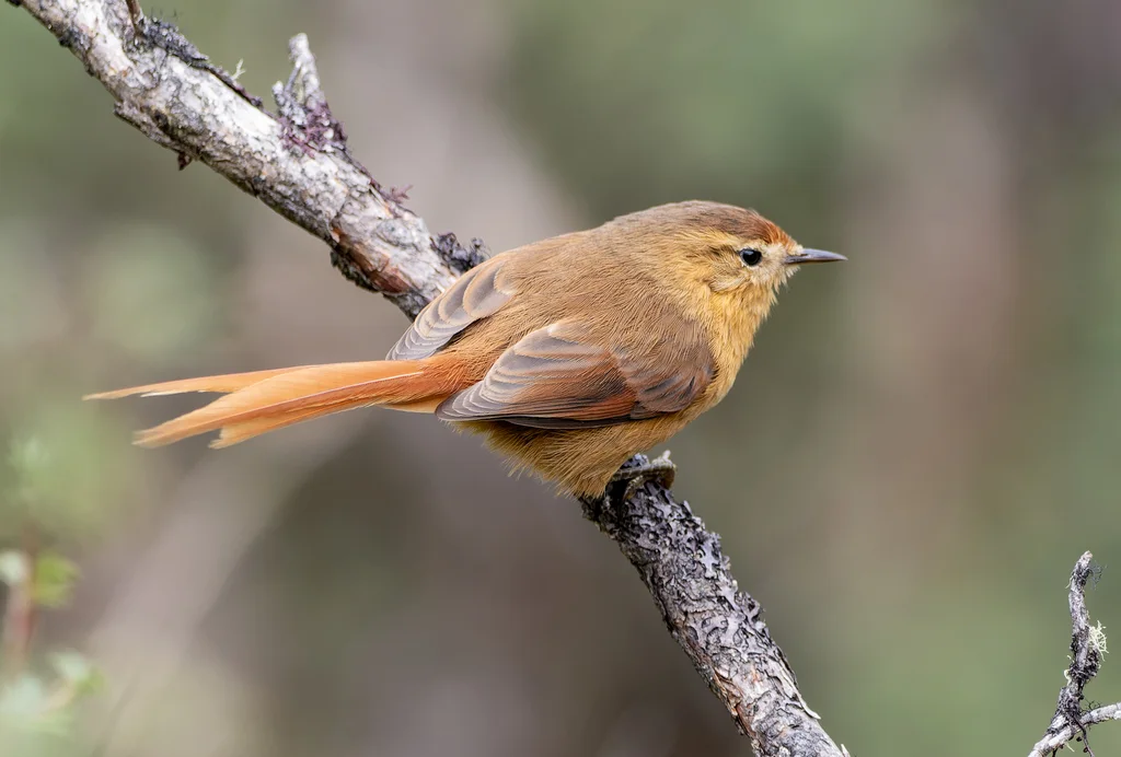 茶色针尾雀(Sylviorthorhynchus yanacensis)