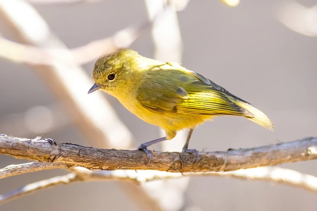 黄眉林雀（Sylviparus modestus）