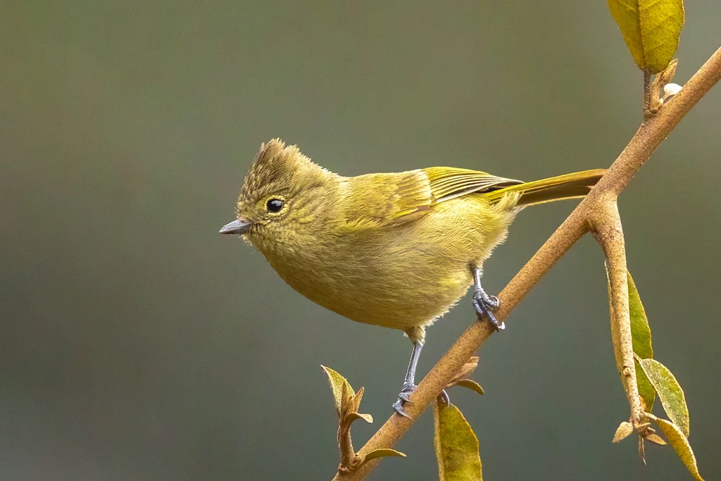 黄眉林雀（Sylviparus modestus）