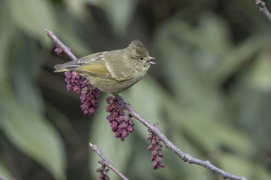 黄眉林雀（Sylviparus modestus）