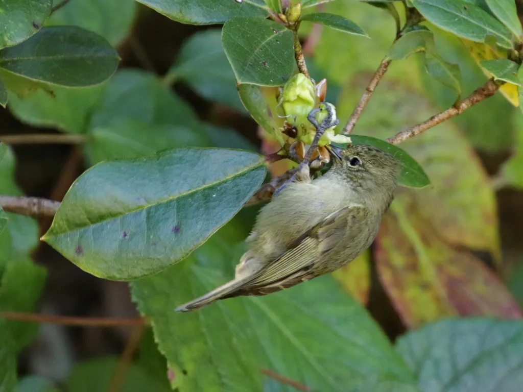 黄眉林雀（Sylviparus modestus）