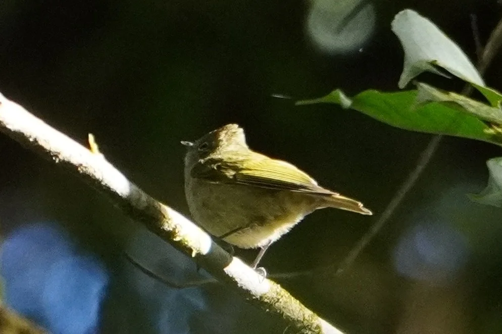 黄眉林雀（Sylviparus modestus）