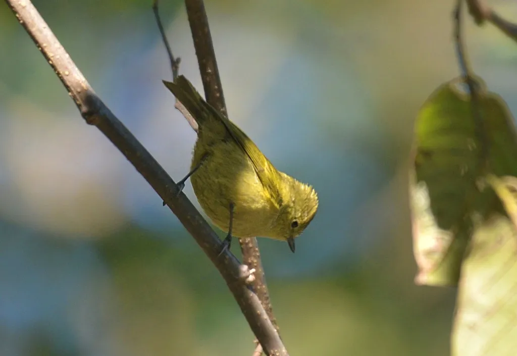 黄眉林雀（Sylviparus modestus）