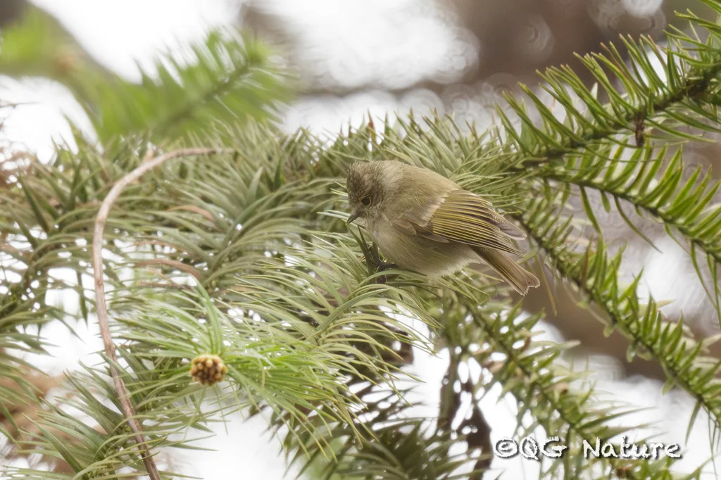 黄眉林雀（Sylviparus modestus）